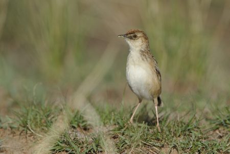 The Cloud Cisticola or tink-tink cisticola is near-endemic in southern Africa and occurs in South Africa, Angola, Mozambique, Lesotho, and sparsely in Swaziland.