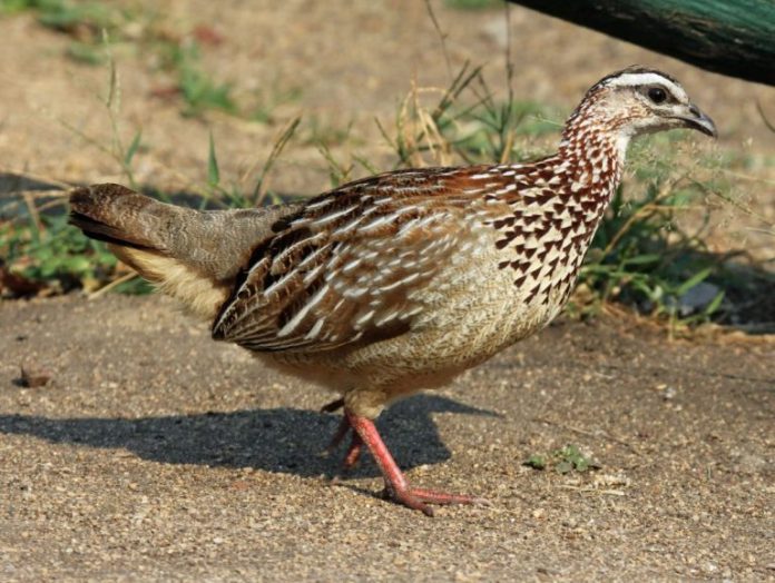 The Crested Francolin (Dendroperdix sephaena) distribution extends over most of the savannas of eastern Africa south of the Sahara. 