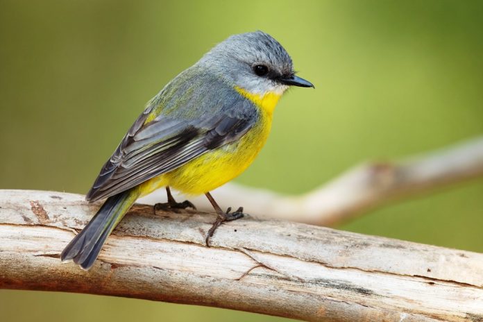 Eastern Yellow Robin call is a succession of soft piping notes on the same pitch, by both sexes.