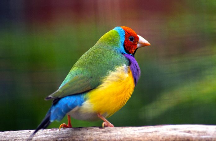 The call of Gouldian Finch is consist of variations of reedy ssitt in contact and alarm, often repeated.