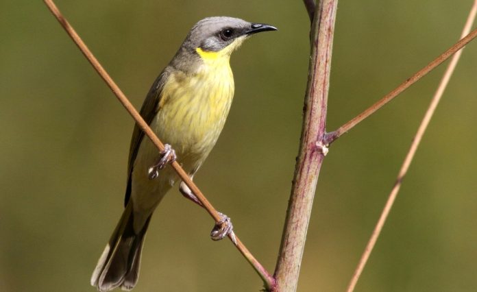 The song of Grey-headed Honeyeater is chauering kwoyt-kwoyt-kwoyt, repeated rapidly on the same pitch.