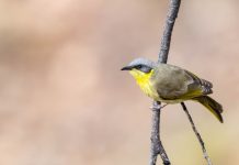 Grey-headed Honeyeater Call The distribution of Grey-headed Honeyeater is desert eucalypt shrubs on dunes and hills across the mid-northern mainland, from Pilbara, WA, to central Queensland.