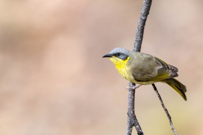 The distribution of Grey-headed Honeyeater is desert eucalypt shrubs on dunes and hills across the mid-northern mainland, from Pilbara, WA, to central Queensland.