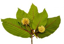 How To Take Kratom Extracts To Get Maximum Benefits? How To Take Kratom Extracts To Get Maximum Benefits?