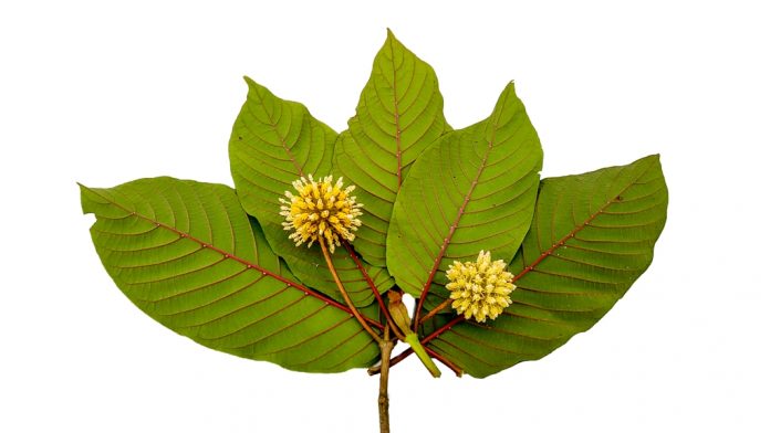 How To Take Kratom Extracts To Get Maximum Benefits?