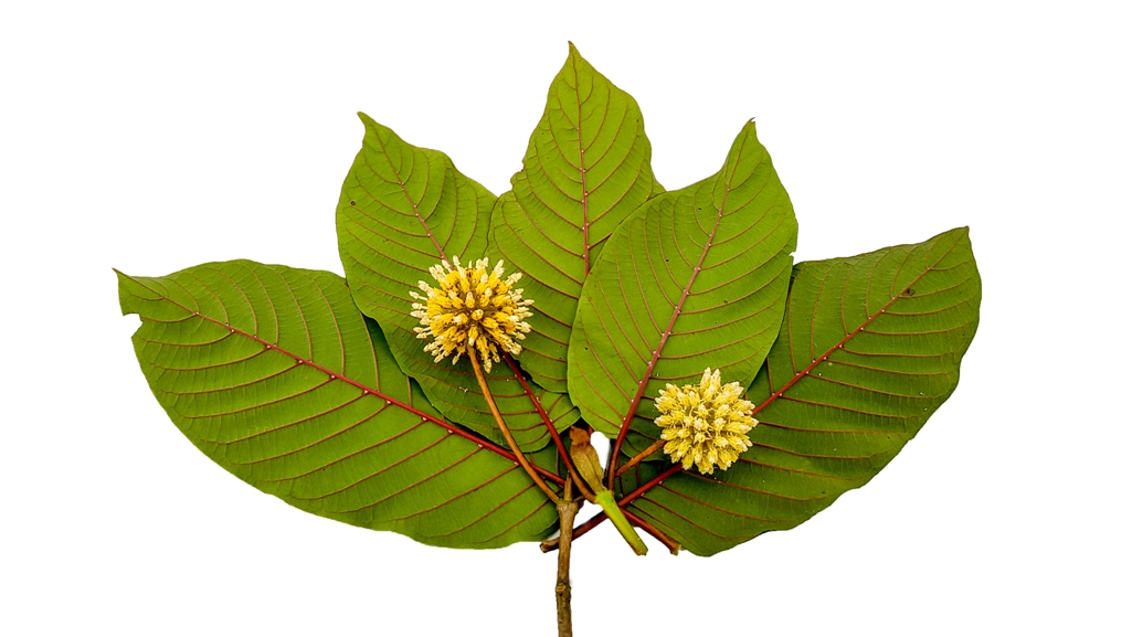 How To Take Kratom Extracts To Get Maximum Benefits?