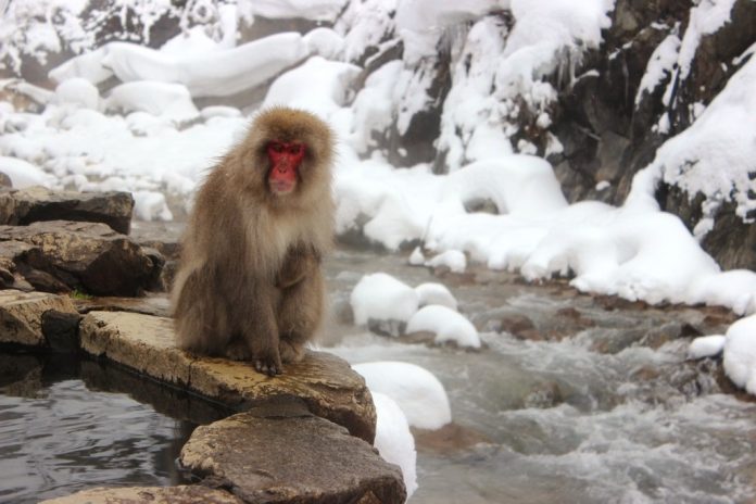 Jigokudani Monkey Park features open-air Roten-buro onsen performed by Japanese macaques.