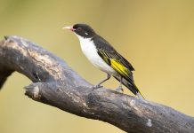 Painted Honeyeater (Grantiella picta)