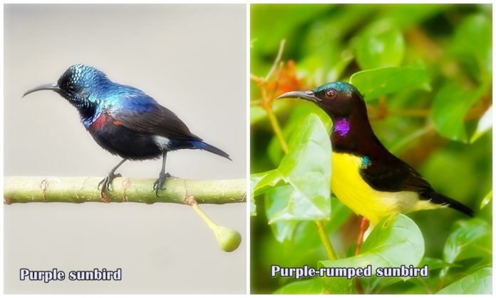Purple Sunbird vs Purple Rumped Sunbird scaled