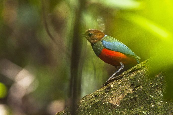 The brightly colored Red-bellied Pitta (Pitta erythrogaster) breeds from October to December or January in the rainforests of Cape York Peninsula, and then migrates to southern Papua New Guinea for the dry season, from March and April.