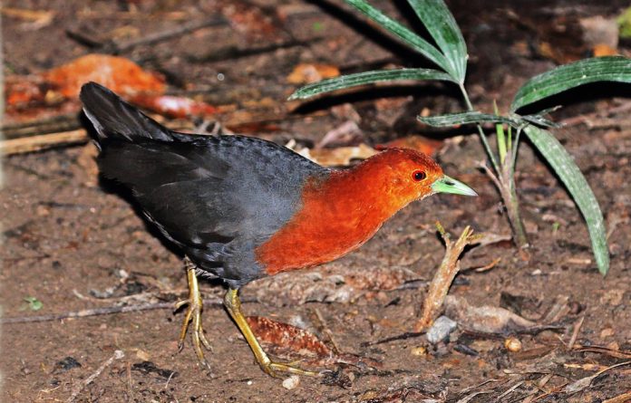 The Red-necked crake (Rallina tricolor) is Australia's only rainforest-inhabiting rail. This crake is found only in coastal northeastern Queensland.