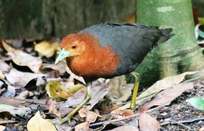 The call of Red-necked crake is loudly frequent, harsh naak, nak-naknak, with emphasis on the first syllable, then in a descending pattern, which may go on for a minute or more, in which case calls remain on the same note.