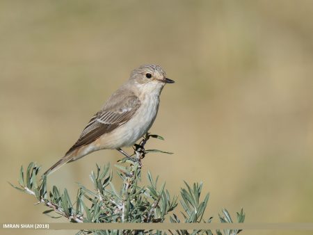 Spotted Flycatcher song is a weak and inconspicuous series of squeaky notes, often with quite long intervals between phrases, e.g. ‘tsee, chup chup, chup, tseee, tseee, chup-tsee-chup, tsee’.