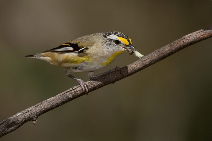 The Striated pardalote (Pardalotus striatus) is one of the largest of the small pardalotes, the Striated is also the most widespread and nomadic.