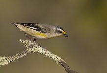 Striated Pardalote – One of the Largest of the Small Pardalotes