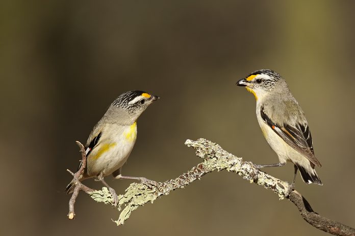 Like other pardalotes, the Striated feeds in the crowns and outer foliage of eucalypts, creeping and running like a mouse, picking lerps and other insects-bugs, grasshoppers, beetles, cockroaches, thrips, weevils, ants, bees, wasps, flies, and caterpillars-from the leaves and outer twigs.