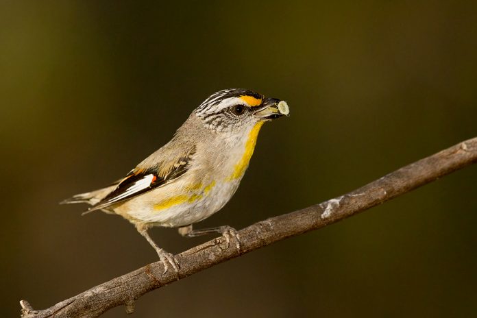 The Striated Pardalote length is about 100-120 mm. Both sexes are similar, or crown of a female scalloped fawn in the north.