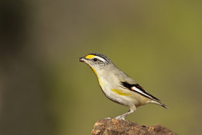 The crown is black, with or without white streaks. Back grey-brown, or rufous or yellow on the rump.