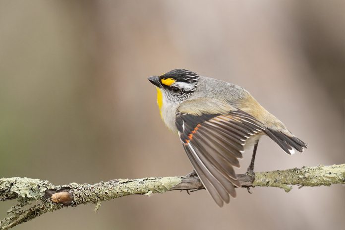 It frequents more open eucalypt forests and woodlands than other pardalotes, and, following the river gum galleries along watercourses, it ranges right across the inland.