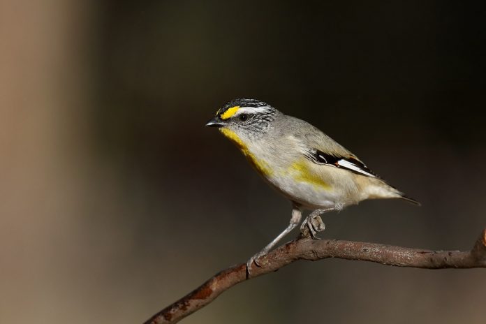 The call of Striated Pardalote is repeated soft trills in contact; soft cheeoo or pee-ew, pee-ew.