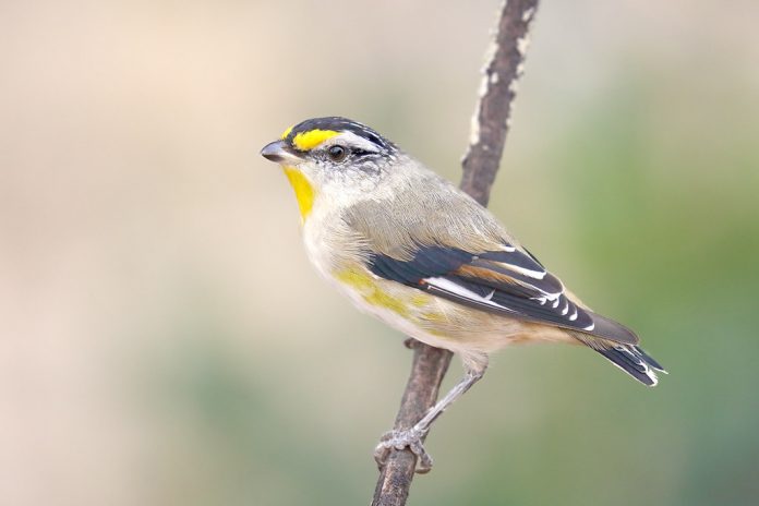 The song of Striated Pardalote is loud, sharp, stuttered chips, run together in four to five syllables on the same pitch, repeated in rapid-fire bursts-chip-chip or pik-pik or pik-it-up or wi-di-dup or wi-di-di-dup.