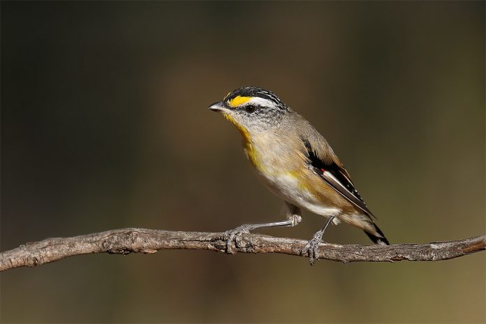 It is much dialectic variation, even in local populations. The nesting and breeding season is June-January.