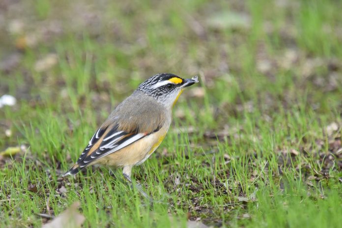 The bird builds a cup-shaped nest, partly domed or domed; of grasses, bark fiber, and rootlets, sometimes lined with feathers