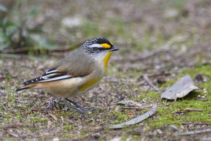 The distribution of Striated Pardalote is almost the whole of Australia and Tasmania, in open eucalypt forest and woodland.