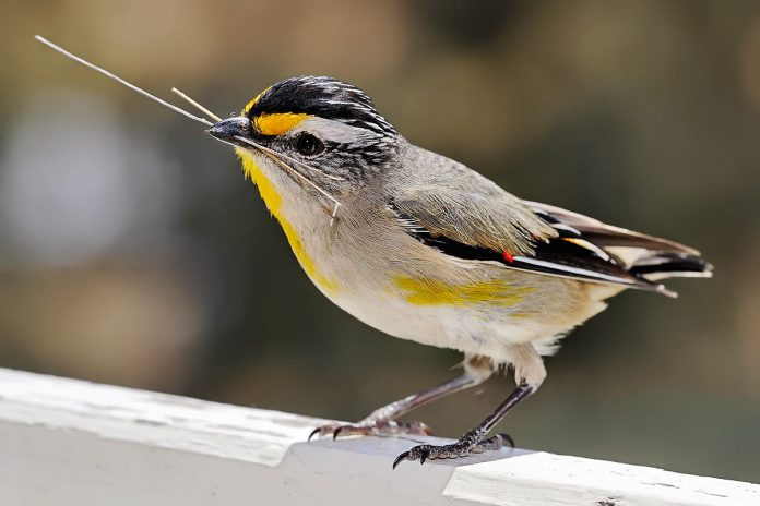 A lot of southern populations, nevertheless, shift north, inland, and to lower altitudes in autumn and winter, often forming loose flocks of more than one hundred birds as they travel.