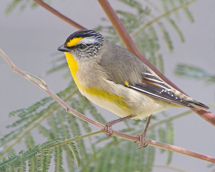 Most but not all Tasmanian birds cross the Bass Strait and then winter on the mainland as far north as southeastern Queensland.