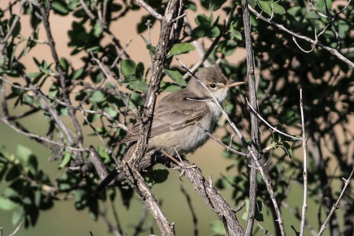 Upcher’s Warbler has noticeably darker flight feathers and tail, which is waved, cocked, and partly fanned as it moves through the foliage on the ground.