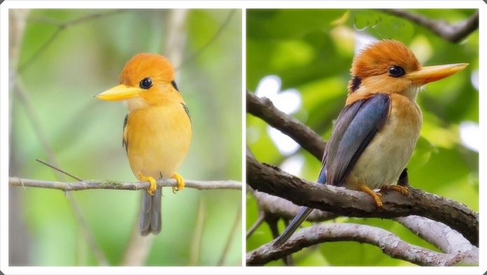 Yellow-billed Kingfisher call is loud, clear, usually descending trill of whistled notes, very like that of Fan-tailed Cuckoo