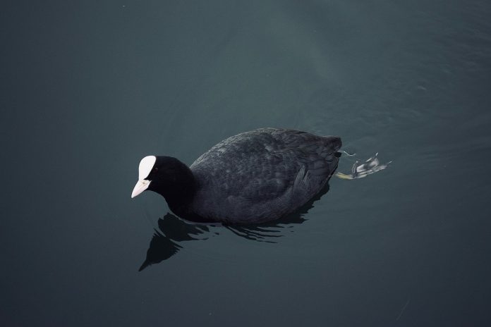 American coot (Fulica Americana) size is about 32–37 cm; in length with a wingspan of 60–70 cm.