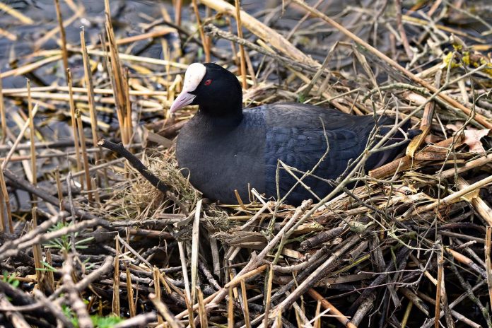 American coot head shape is more angular than that of Eurasian, and the bill appears to be dark-tipped, having a dusky or reddish-brown subterminal band.
