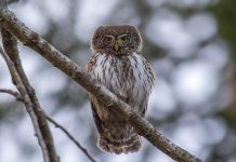 Eurasian Pygmy Owl (Glaucidium passerinum)