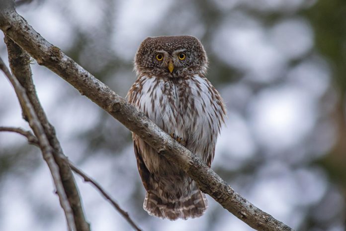 Eurasian Pygmy Owl is a tiny owl, no larger than a Common Starling, which it fleetingly resembles when passing overhead.