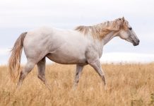How to Detect an Illness in the Horse? How to Detect an Illness in the Horse?