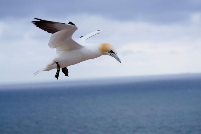 The fishing technique of the sea-going Australasian Gannets is spectacular. They patrol along, then suddenly plunge into the water from 10 meters or more, with their wings folded back to form a living arrowhead.