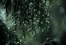 Why Do Rain Sounds Make Us Sleep Better? Why Does Rain Sounds Make Us Sleep Better?