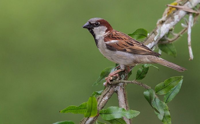 House Sparrow Call and Facts