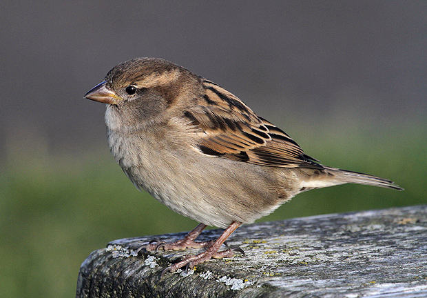 House Sparrow Call and Facts