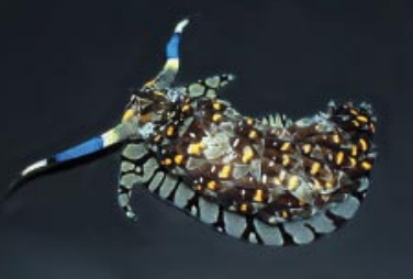 An aeolid nudibranch with exquisite colors (Cerberilla ambonensis). Note the hornlike cerata on the dorsal aspect of the organism. Photograph courtesy of Gary Cobb, PhD, Cofounder, www.nudibranch.com.au. 