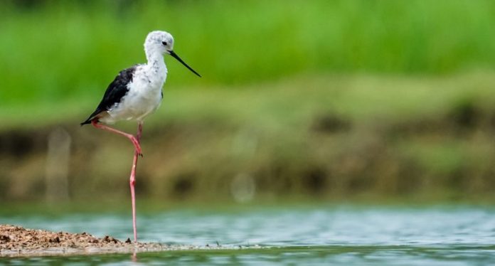 Black-winged Stilt Facts - (Himantopus himantopus) is spindly legs that not only give the bird its apt name but also control its feeding.