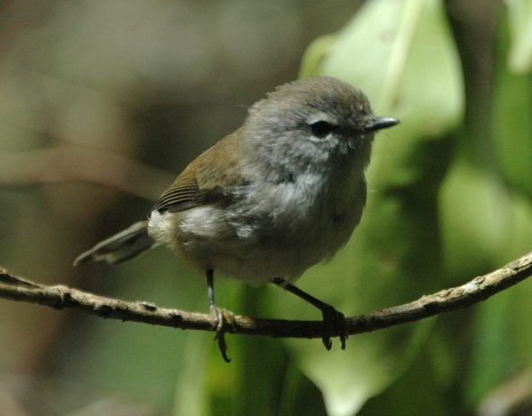 Brown Gerygone Call consists of Three-to five-syllable soft twitter, diddle-it-did-dit, around the same pitch