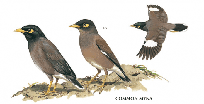 . Common Myna Song is disjointed and tuneless, with a variety of different gurgling and whistling phrases (more often than not swiftly repeated)