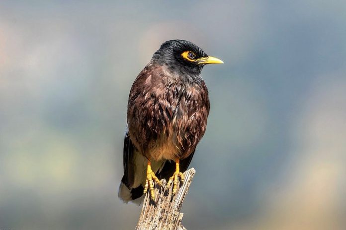 Common Myna Song 2 Common Myna Call