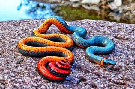 The Ring-necked Snake or Ring-neck Snake, Diadophis punctatus, is a species of colubrid snake found throughout much of the U.S, central Mexico, and southeastern Canada.