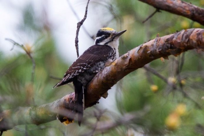 The Three-toed Woodpecker call (Picoides tridactylus) is not very vocal.