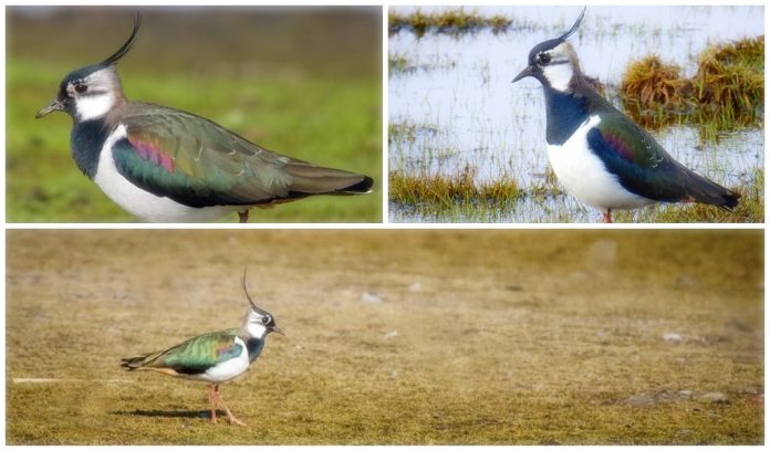 Northern Lapwing call consists of loud, shrill ‘chew’ and a more plaintive ‘chew-ip’ (often rendered ‘pee-wit’).