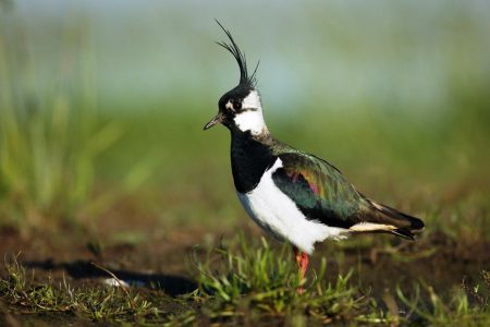 Northern Lapwing Call